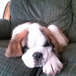 Neapolitan Mastiffs and Saint Bernards from Sapphire