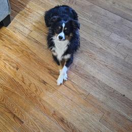 Leo - Black tri male Toy Australian Shepherd puppy in Stephenville, Texas from Rockin J Lil Aussies