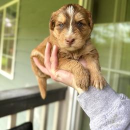 Aragor - Red and white male Pomsky puppy in Campton Hills, Washington from Urban Miracle’s