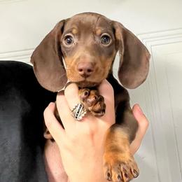 Boone - Chocolate and tan male Dachshund puppy in Durant, Oklahoma from Rockin’ S Kennel