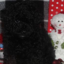 Poodles and Schnoodles from Coral reef doodles