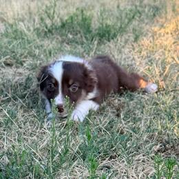 Millie - Red tri-color female Australian Shepherd puppy in Cushing, Oklahoma from Little Pastures Australian Shepherds