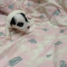 Parson Russell Terrier Puppies from Heather Florez