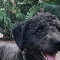 Gabrio - Spanish Water Dog