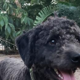 Gabrio - Spanish Water Dog