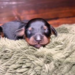 Wren - Black and tan male Dachshund puppy in Washburn, Tennessee from Clinch Mountain Dachshunds