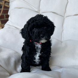 Cockapoo Puppies from Oak and Magnolia