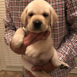 Labrador Retriever Puppies from Flashylabs