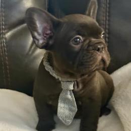 Coco Puff - Liver male French Bulldog puppy in Billings, Montana from Yellowstone Frenchies