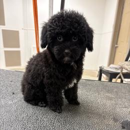 Rocketman - Black male Poodle puppy in Vilonia, Arkansas from Donna’s Pretty Poodles