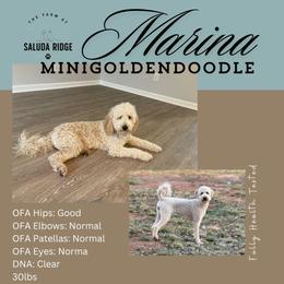 Marina - Goldendoodle