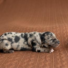 Mocha - Blue merle female Australian Shepherd puppy in Kathleen, Georgia from CM Farm