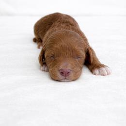 Milo - Red  male Goldendoodle puppy in Springfield, Ohio from Dawson's Royal Companions
