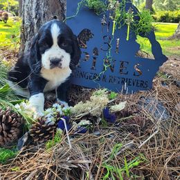 English Springer Spaniel Puppies from 31 Pines Springers & Retrievers