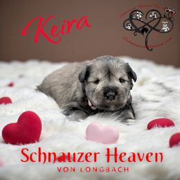 Keira AKC - Salt and pepper female Miniature Schnauzer puppy in Pelzer, South Carolina from Schnauzer Heaven Von Longbach