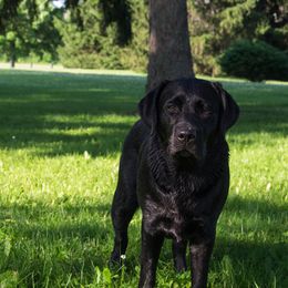 Labrador Retrievers from Three Peaks Labradors & Training LLC