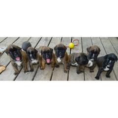 Boxer Puppies from Boxers vom Norden