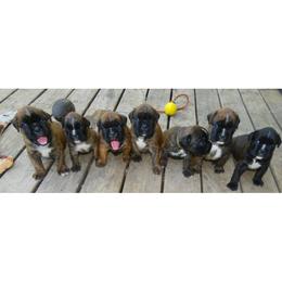 Boxer Puppies from Boxers vom Norden