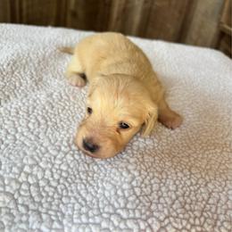 Girl 1 - Cream female Dachshund puppy in Randolph, Mississippi from Barnes Family Kennel