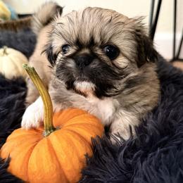 Loretta Licks - Fawn sable female Pekingese puppy in Grass Valley, California from Northridge Pekingese