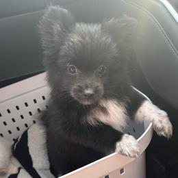 Lucy - Black and tan female Pomeranian puppy in Jacksonville, Florida from Mannimal Farm