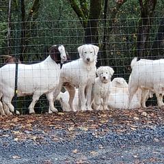 Maremma Sheepdog Puppies from Unfinished Acres