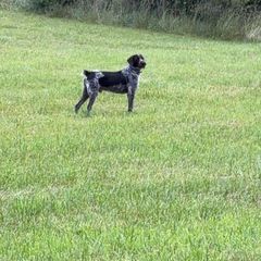 Chester - German Wirehaired Pointer