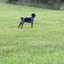 Chester - German Wirehaired Pointer