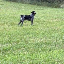 Chester - German Wirehaired Pointer