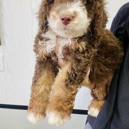 Charlie - Tri-color male Bernedoodle puppy in Winfield, Alabama from Rose Lane Doodles