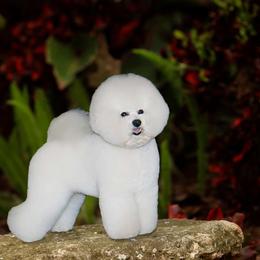 Buttons - Bichon Frise
