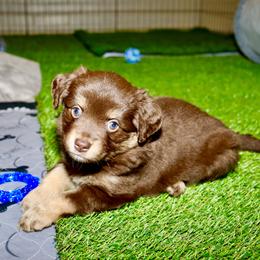 Golden Retriever and Miniature Australian Shepherd Puppies from Raised Right Pups