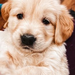 Golden Retrievers from Evergreen Retrievers
