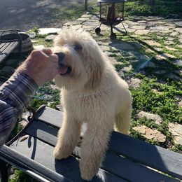 Assorted Doodle Crosses and Goldendoodles from Dar W Doodles