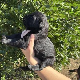 Michael Angelo - Red brindle male Bullmastiff puppy in San Antonio, Texas from Blushing Dawn Bullmastiffs