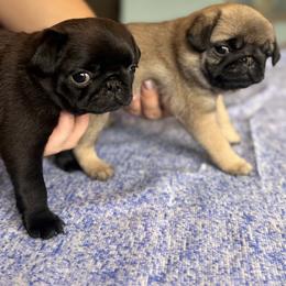 Pug Puppies from Sonya & Olly Pugs