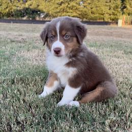 Australian Shepherd Puppies from Aussome Okie Aussies