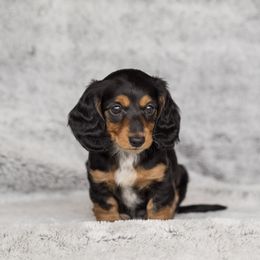 Dachshund Puppies from Delightful Doxies