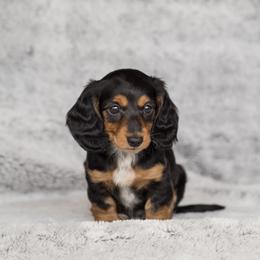 Dachshund Puppies from Delightful Doxies