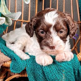 Sorrel - Chocolate male Australian Labradoodle puppy in Decatur, Alabama from Southern Meadows Doodles