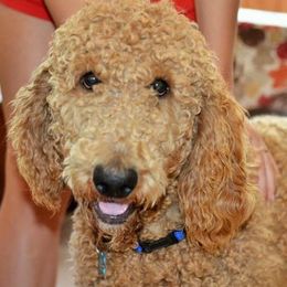 Goldendoodles from Dallas Golden Doodles