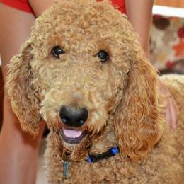 Goldendoodles from Dallas Golden Doodles