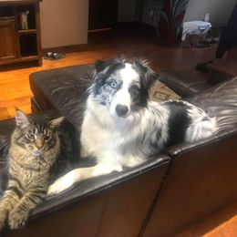 Australian Shepherd All Grown Up from Twin Lakes Ridge Farm