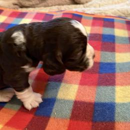 Bob Dylan - Liver and white male English Springer Spaniel puppy in Memphis, Tennessee from Lynn Bee Avenue