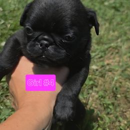 Pug Puppies from Stubbys pugs