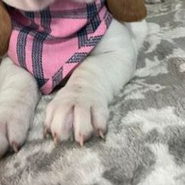 Basset Hound Puppies from Na