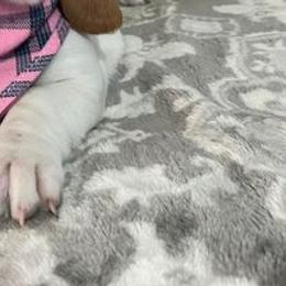 Basset Hound Puppies from Na