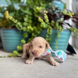 Curly - Cream male Goldendoodle puppy in Camden, North Carolina from Oopsie Doodles of NC