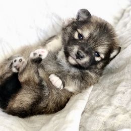 Pomeranian and Pomsky Puppies from Blueberry Poms and Pomskies