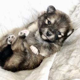 Pomeranian and Pomsky Puppies from Blueberry Poms and Pomskies